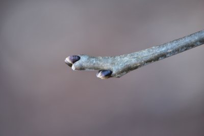 Maackia faurieri - mákie Faurieova - zimní pupeny